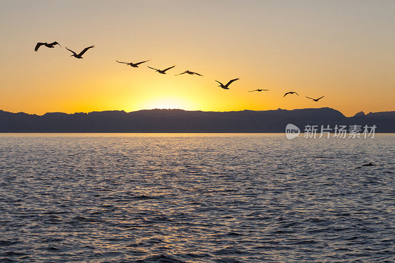 Brown Pelicans at Sunset; Sea of Cortez